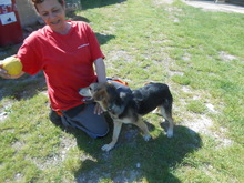 FLO, Hund, Mischlingshund in Slowakische Republik - Bild 6