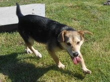 FLO, Hund, Mischlingshund in Slowakische Republik - Bild 7