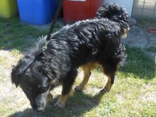 BO, Hund, Mischlingshund in Slowakische Republik - Bild 3