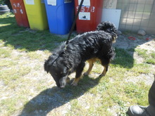 BO, Hund, Mischlingshund in Slowakische Republik - Bild 4