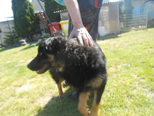 BO, Hund, Mischlingshund in Slowakische Republik - Bild 6