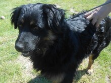 BO, Hund, Mischlingshund in Slowakische Republik - Bild 7