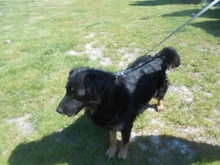 BO, Hund, Mischlingshund in Slowakische Republik - Bild 9