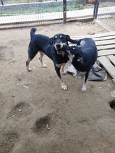 FRANZL, Hund, Mischlingshund in Rumänien - Bild 10