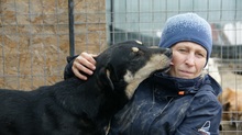 FRANZL, Hund, Mischlingshund in Rumänien - Bild 11