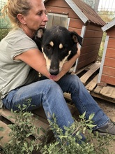FRANZL, Hund, Mischlingshund in Rumänien - Bild 12