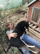 FRANZL, Hund, Mischlingshund in Rumänien - Bild 14