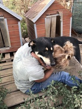 FRANZL, Hund, Mischlingshund in Rumänien - Bild 16