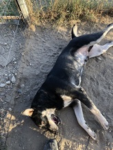 FRANZL, Hund, Mischlingshund in Rumänien - Bild 18