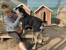 FRANZL, Hund, Mischlingshund in Rumänien - Bild 30
