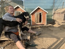 FRANZL, Hund, Mischlingshund in Rumänien - Bild 35