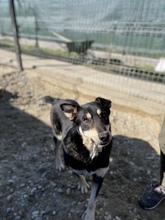 FRANZL, Hund, Mischlingshund in Rumänien - Bild 40