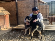 FRANZL, Hund, Mischlingshund in Rumänien - Bild 42