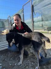 FRANZL, Hund, Mischlingshund in Rumänien - Bild 44