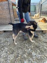 FRANZL, Hund, Mischlingshund in Rumänien - Bild 45
