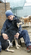 FRANZL, Hund, Mischlingshund in Rumänien - Bild 6