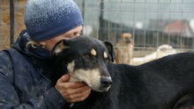 FRANZL, Hund, Mischlingshund in Rumänien - Bild 8