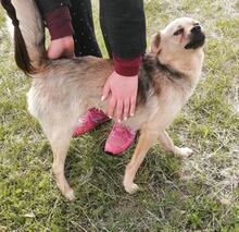 KITTA, Hund, Mischlingshund in Ungarn - Bild 10