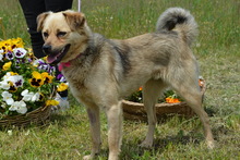 KITTA, Hund, Mischlingshund in Ungarn - Bild 2