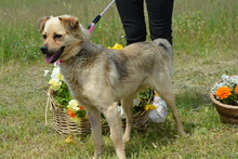 KITTA, Hund, Mischlingshund in Ungarn - Bild 3