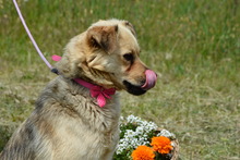 KITTA, Hund, Mischlingshund in Ungarn - Bild 4
