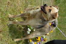 KITTA, Hund, Mischlingshund in Ungarn - Bild 5