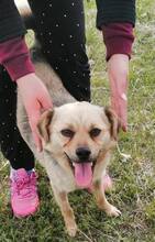 KITTA, Hund, Mischlingshund in Ungarn - Bild 8