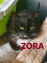 ZORO, Katze, Europäisch Kurzhaar in Bulgarien - Bild 1