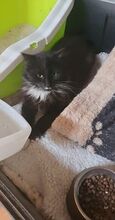 ZORO, Katze, Europäisch Kurzhaar in Bulgarien - Bild 2