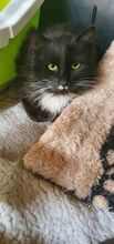 ZORO, Katze, Europäisch Kurzhaar in Bulgarien - Bild 3