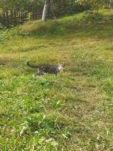 DANILO, Katze, Europäisch Kurzhaar in Bosnien und Herzegowina - Bild 2