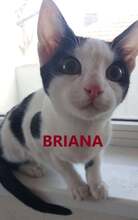 BRIANA, Katze, Europäisch Kurzhaar in Bulgarien - Bild 1