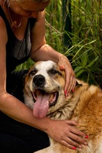 ROMEO, Hund, Mischlingshund in Slowakische Republik - Bild 10