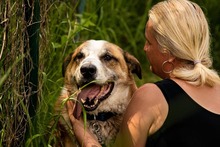 ROMEO, Hund, Mischlingshund in Slowakische Republik - Bild 11