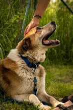 ROMEO, Hund, Mischlingshund in Slowakische Republik - Bild 12