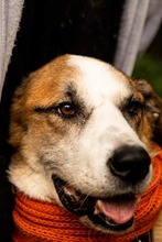 ROMEO, Hund, Mischlingshund in Slowakische Republik - Bild 3