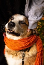ROMEO, Hund, Mischlingshund in Slowakische Republik - Bild 5