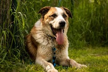 ROMEO, Hund, Mischlingshund in Slowakische Republik - Bild 6