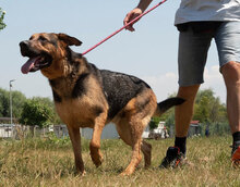 SWIMMER, Hund, Mischlingshund in Bulgarien - Bild 4