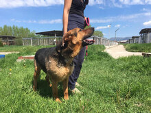 SWIMMER, Hund, Mischlingshund in Bulgarien - Bild 6