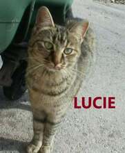 LUCIE, Katze, Europäisch Kurzhaar in Bulgarien - Bild 1