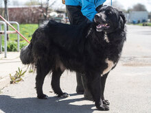 MARVEL, Hund, Mischlingshund in Bulgarien - Bild 1
