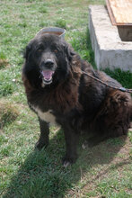 MARVEL, Hund, Mischlingshund in Bulgarien - Bild 2
