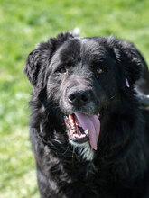 MARVEL, Hund, Mischlingshund in Bulgarien - Bild 3