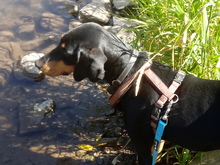 ALODIE, Hund, Mischlingshund in Bahrenhof - Bild 3