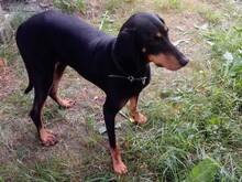 ALODIE, Hund, Mischlingshund in Großheirath - Bild 5