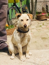 NAMI, Hund, Mischlingshund in Ungarn - Bild 10