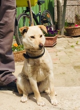 NAMI, Hund, Mischlingshund in Ungarn - Bild 12