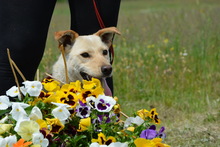 NAMI, Hund, Mischlingshund in Ungarn - Bild 3