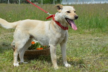 NAMI, Hund, Mischlingshund in Ungarn - Bild 5